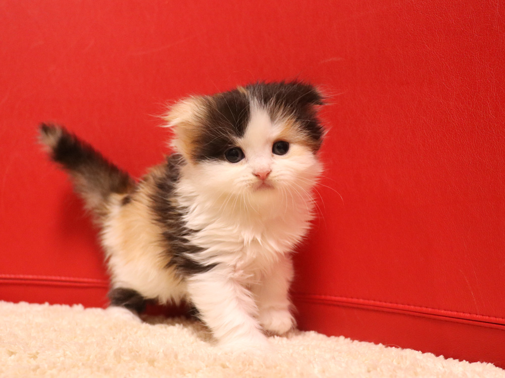 スコティッシュフォールドの子猫画像
