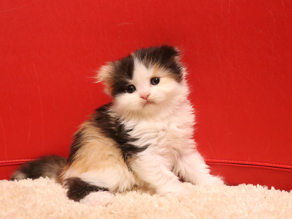 スコティッシュフォールドの子猫画像