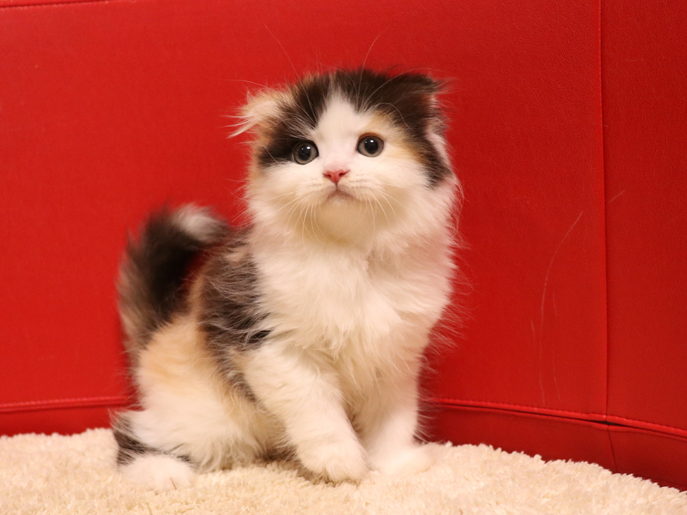 スコティッシュフォールドの子猫画像