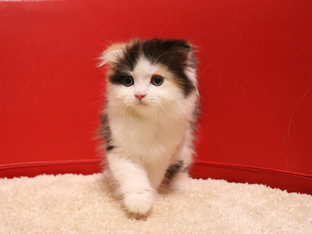スコティッシュフォールドの子猫画像