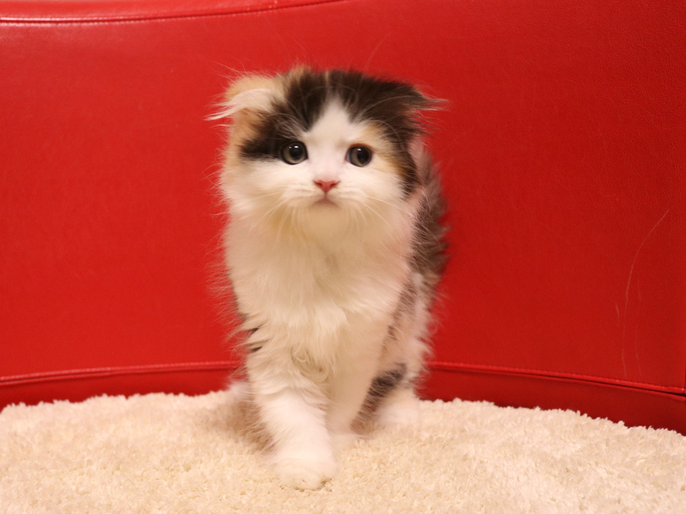 スコティッシュフォールドの子猫画像