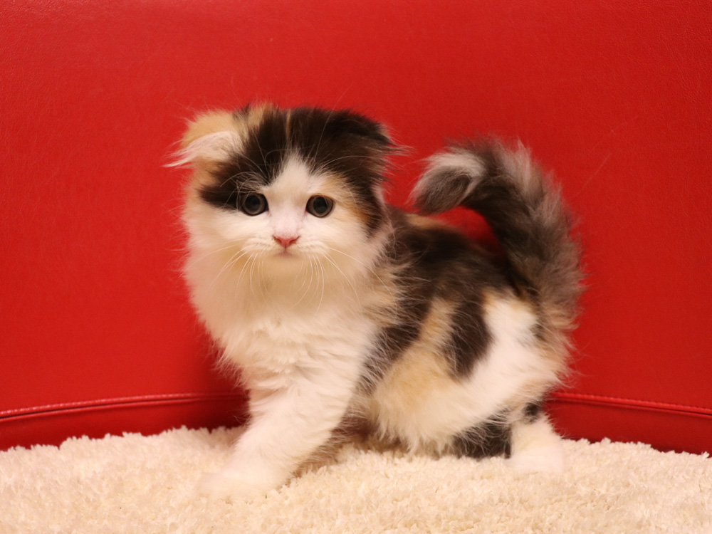 スコティッシュフォールドの子猫画像