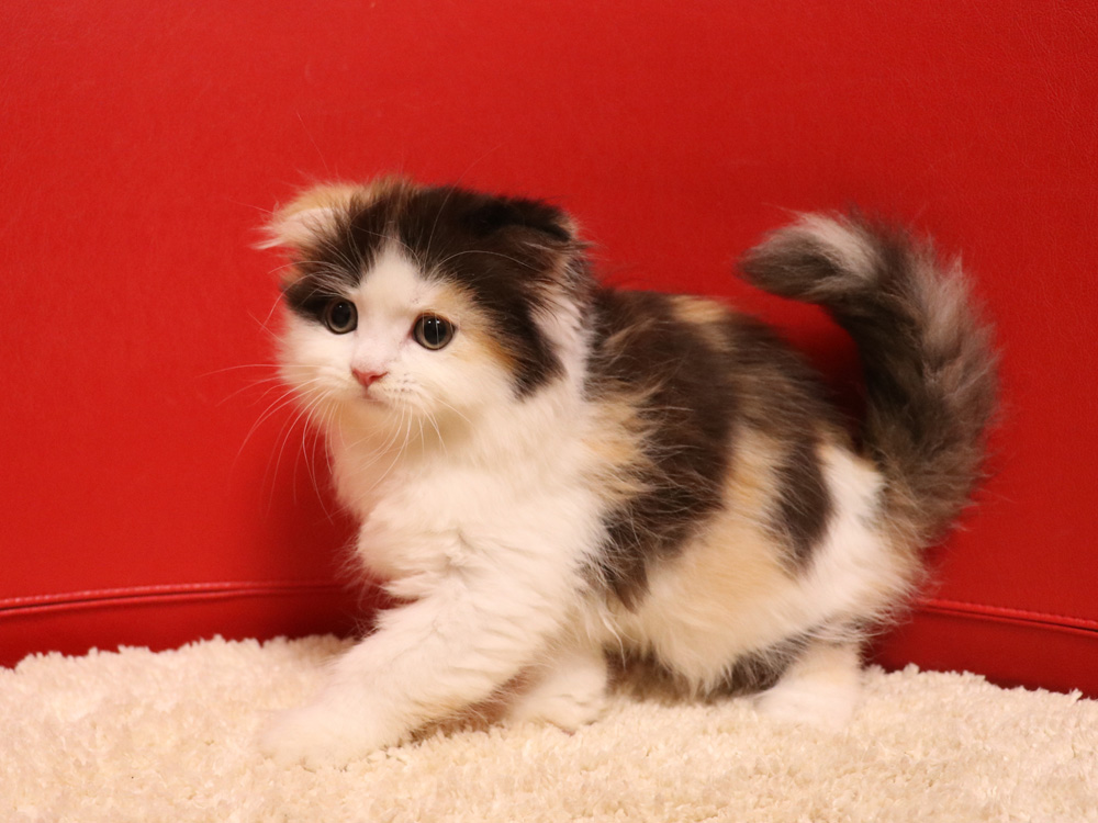 スコティッシュフォールドの子猫画像
