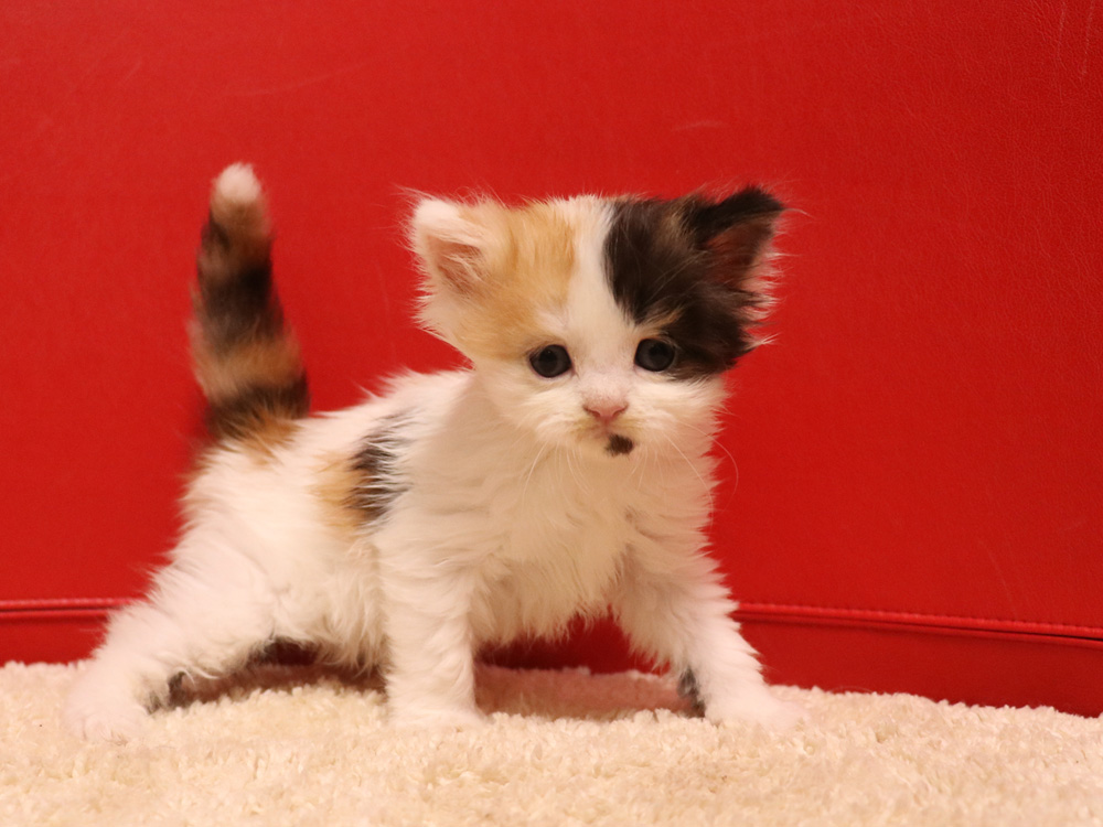 スコティッシュフォールドの子猫画像