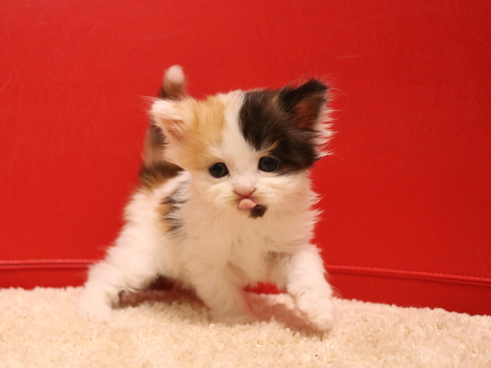 スコティッシュフォールドの子猫画像