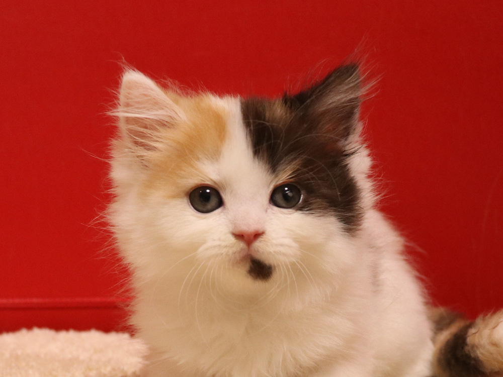 スコティッシュフォールドの子猫画像
