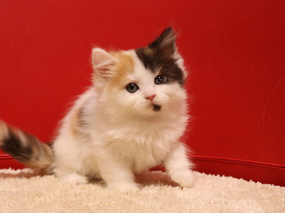 スコティッシュフォールドの子猫画像