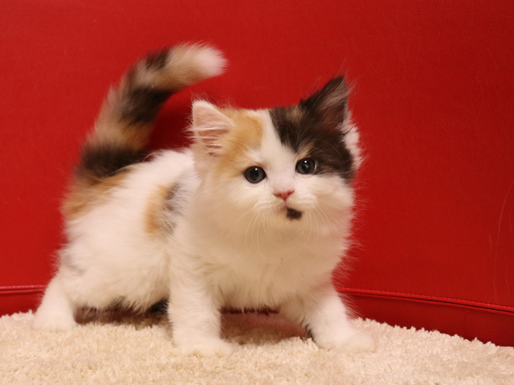 スコティッシュフォールドの子猫画像