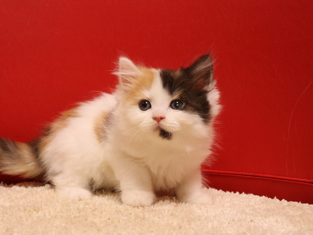 スコティッシュフォールドの子猫画像