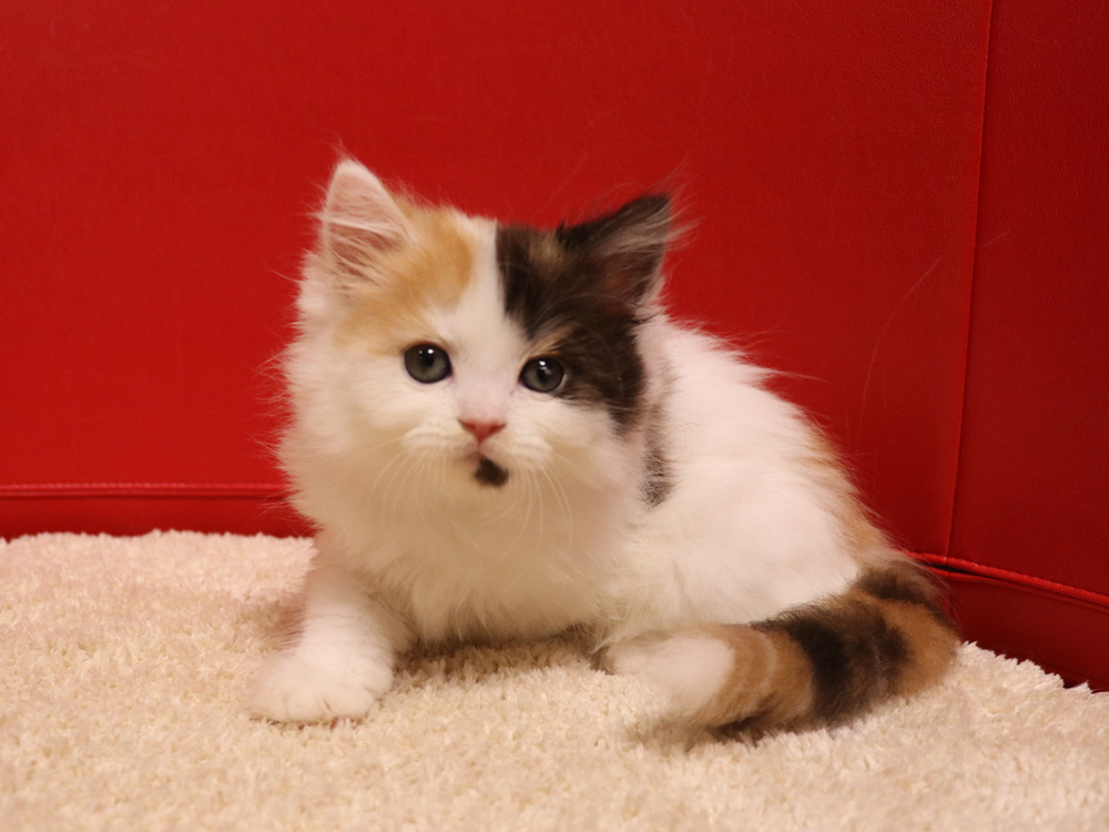 スコティッシュフォールドの子猫画像