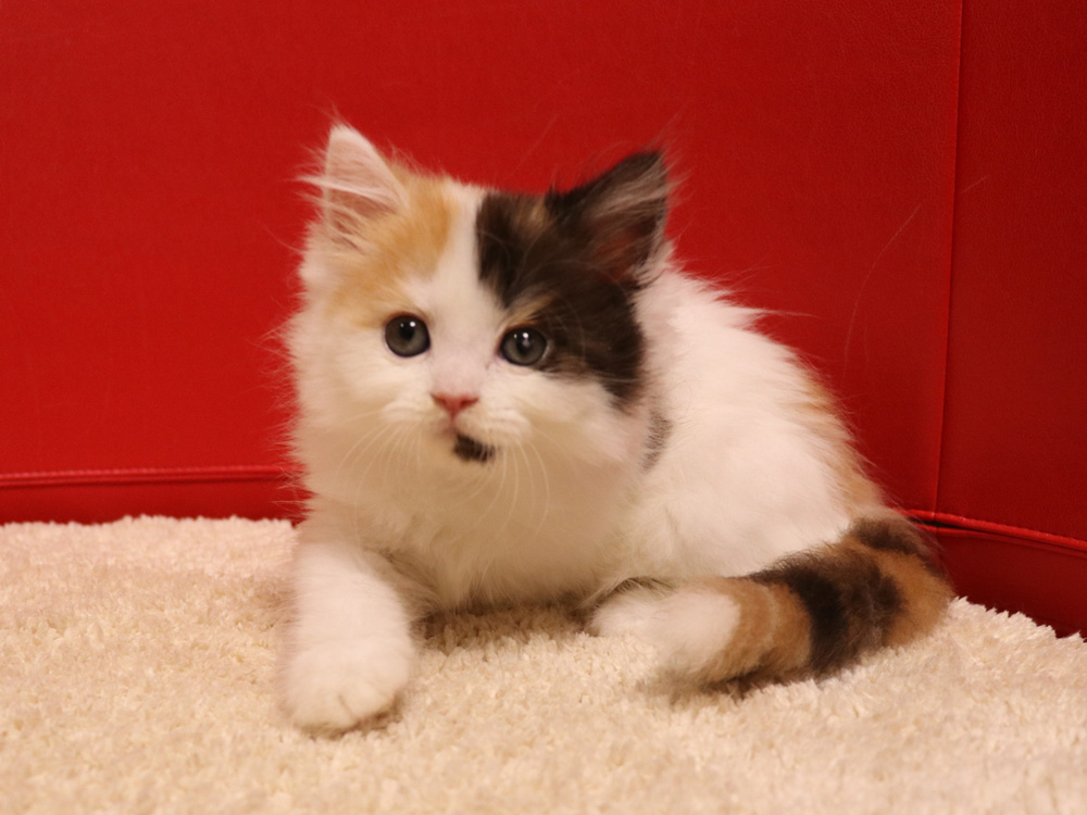 スコティッシュフォールドの子猫画像