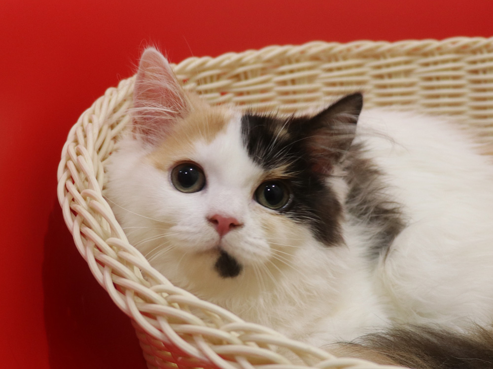 スコティッシュフォールドの子猫画像