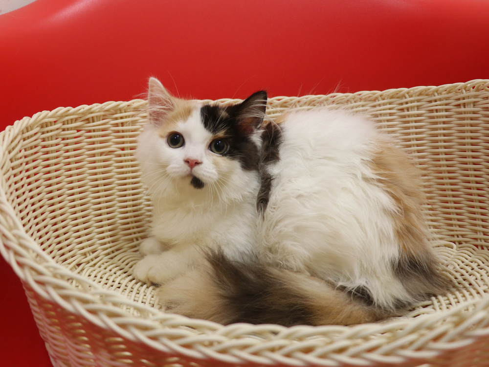 スコティッシュフォールドの子猫画像
