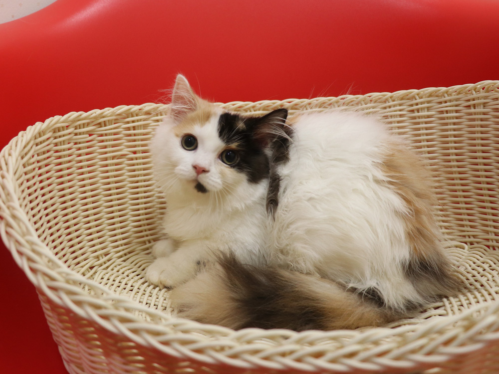 スコティッシュフォールドの子猫画像