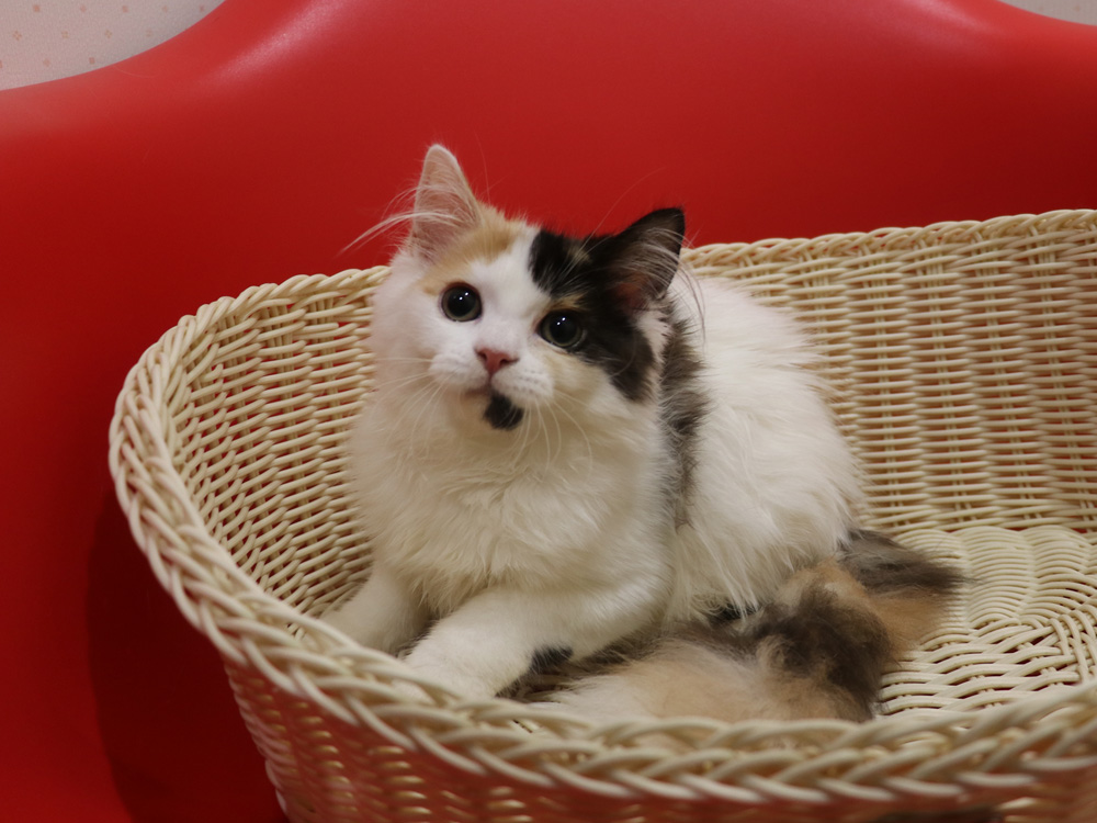 スコティッシュフォールドの子猫画像