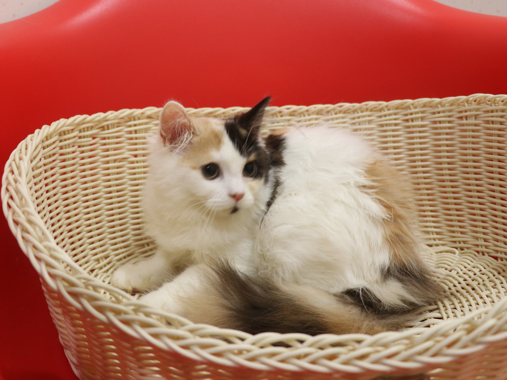 スコティッシュフォールドの子猫画像