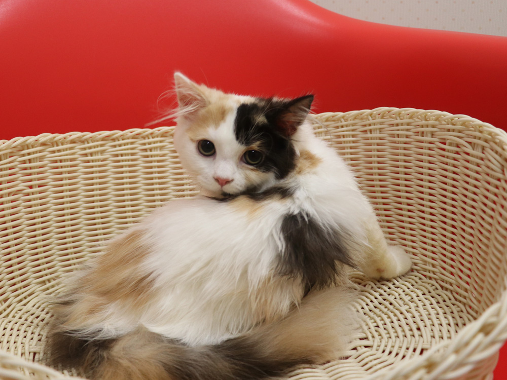 スコティッシュフォールドの子猫画像