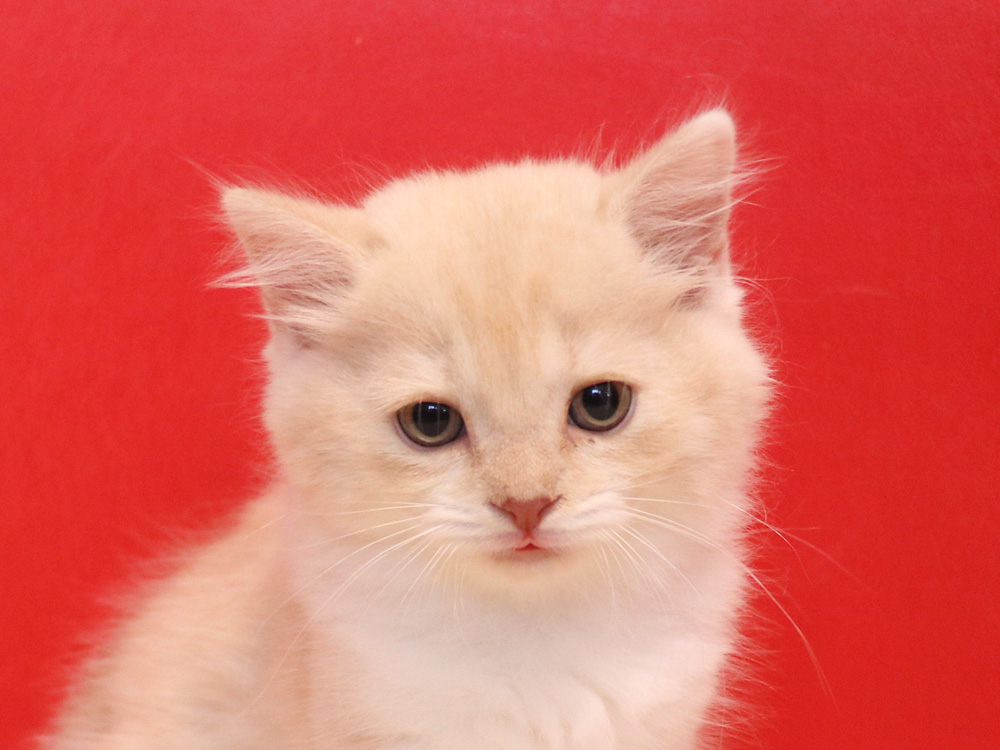 スコティッシュフォールドの子猫画像