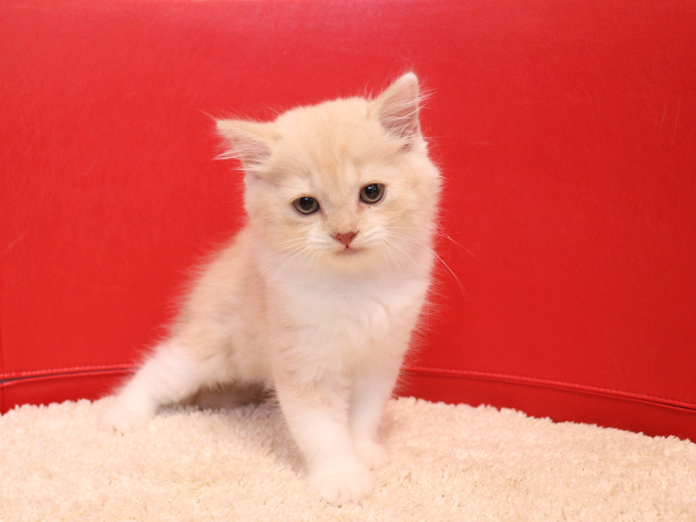 スコティッシュフォールドの子猫画像