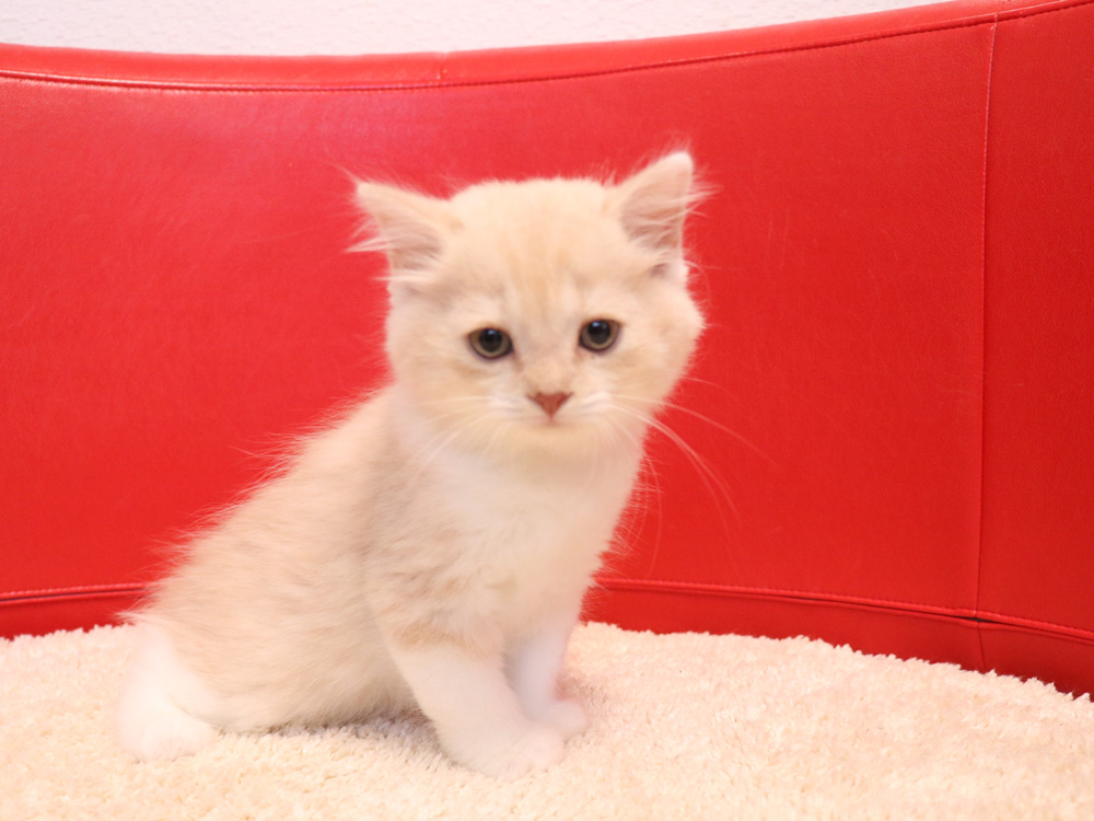 スコティッシュフォールドの子猫画像