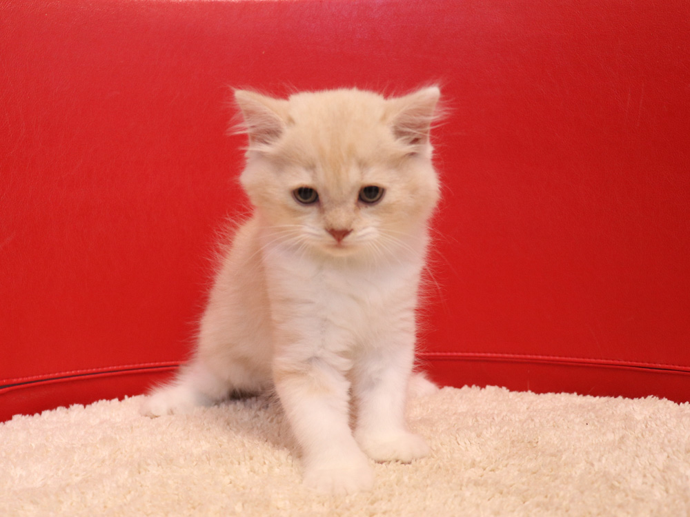 スコティッシュフォールドの子猫画像