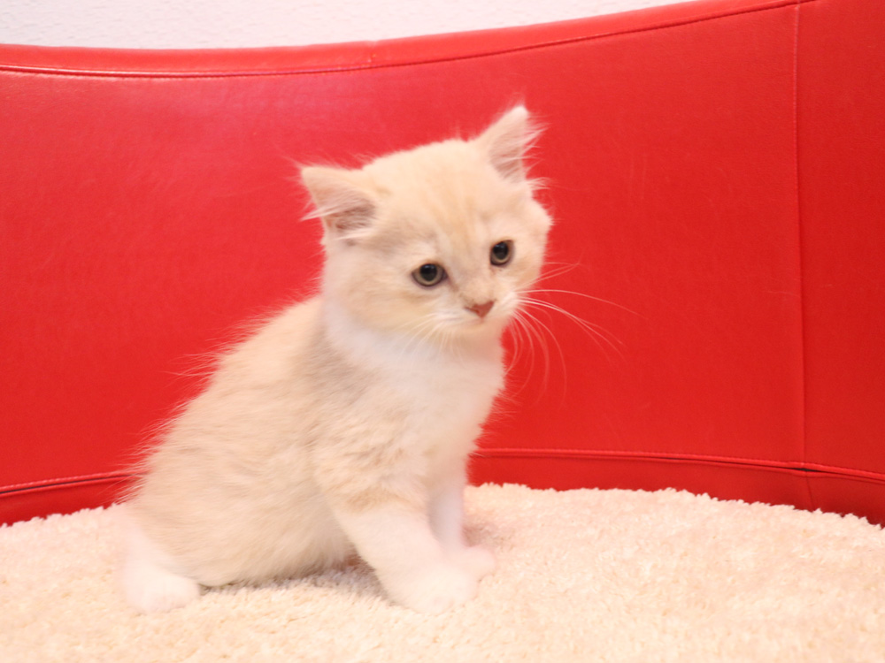 スコティッシュフォールドの子猫画像