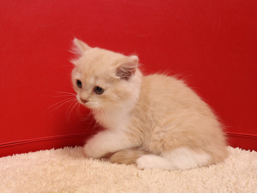 スコティッシュフォールドの子猫画像