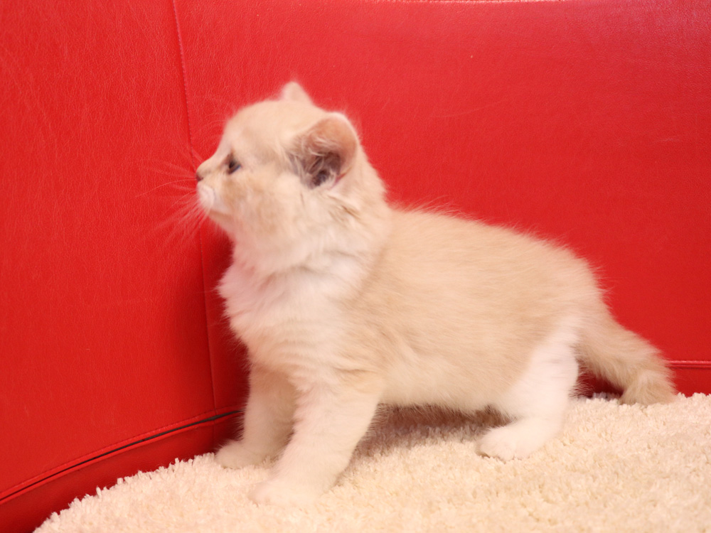 スコティッシュフォールドの子猫画像