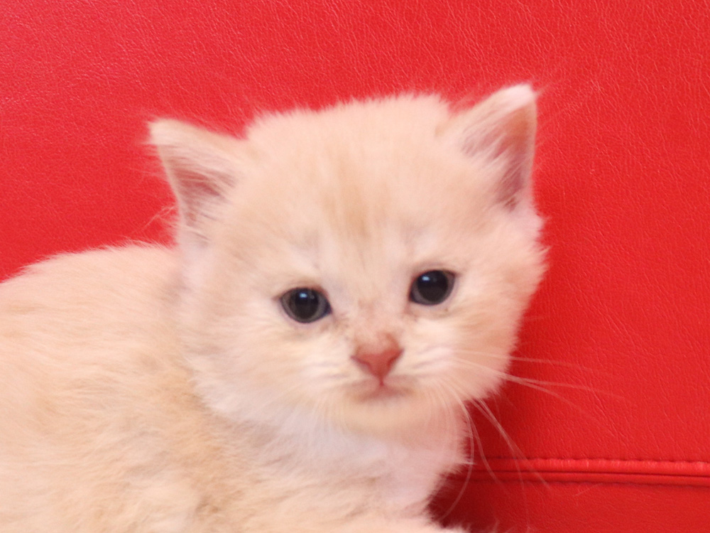スコティッシュフォールドの子猫画像