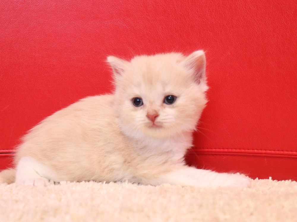 スコティッシュフォールドの子猫画像