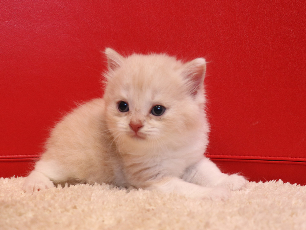 スコティッシュフォールドの子猫画像