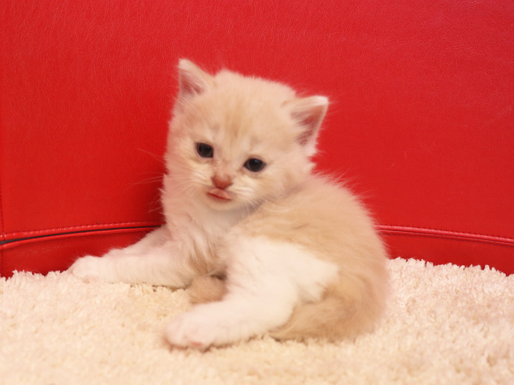 スコティッシュフォールドの子猫画像
