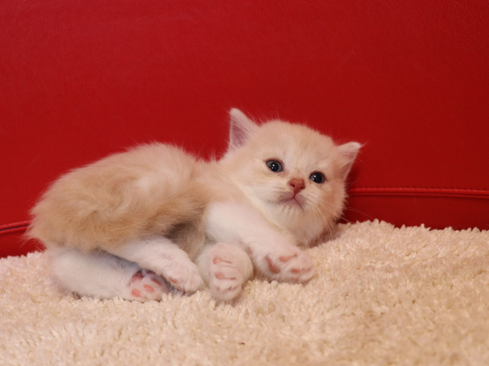 スコティッシュフォールドの子猫画像