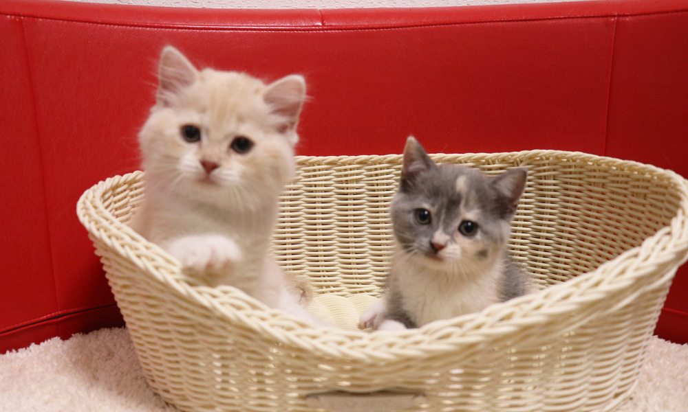 スコティッシュフォールドの子猫画像
