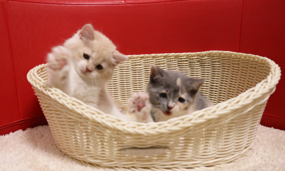 スコティッシュフォールドの子猫画像