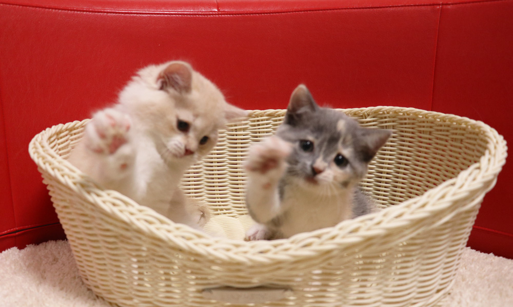 スコティッシュフォールドの子猫画像