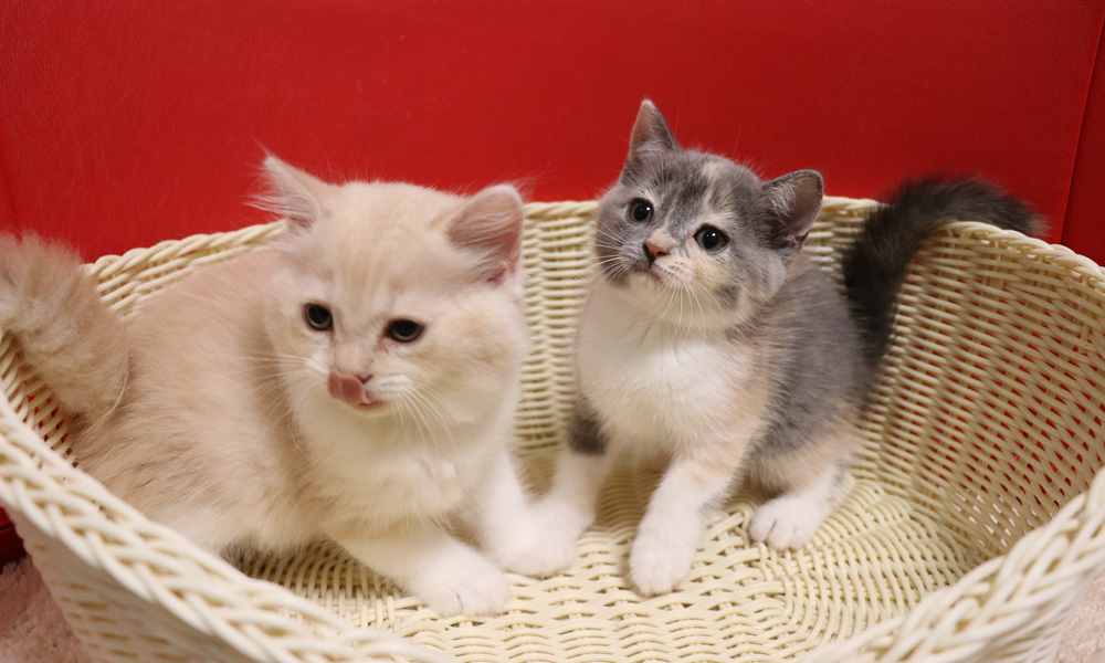 スコティッシュフォールドの子猫画像