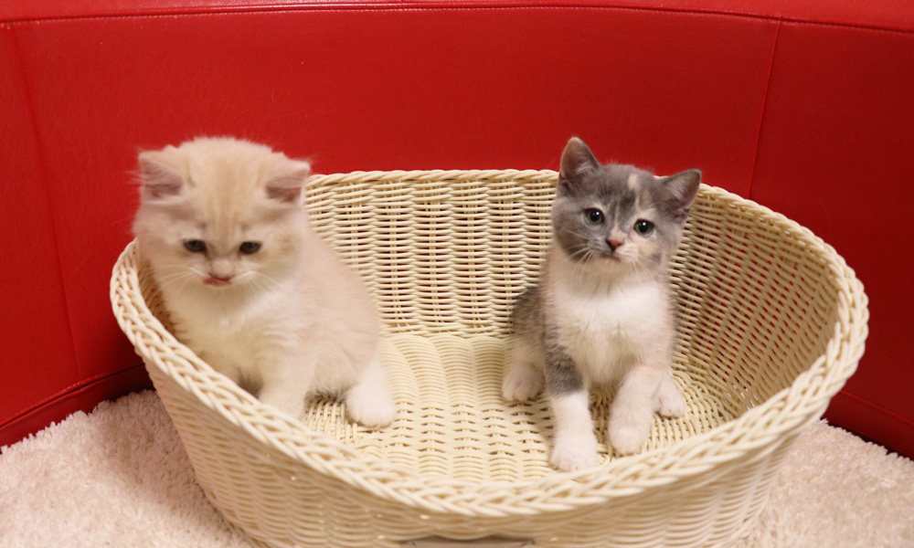 スコティッシュフォールドの子猫画像