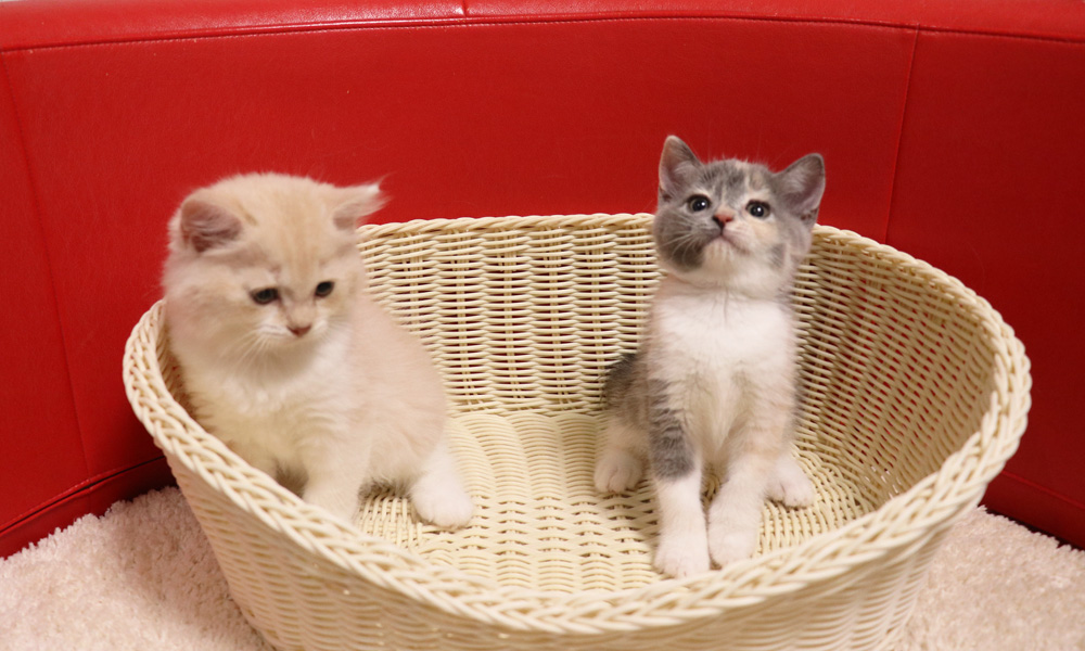 スコティッシュフォールドの子猫画像