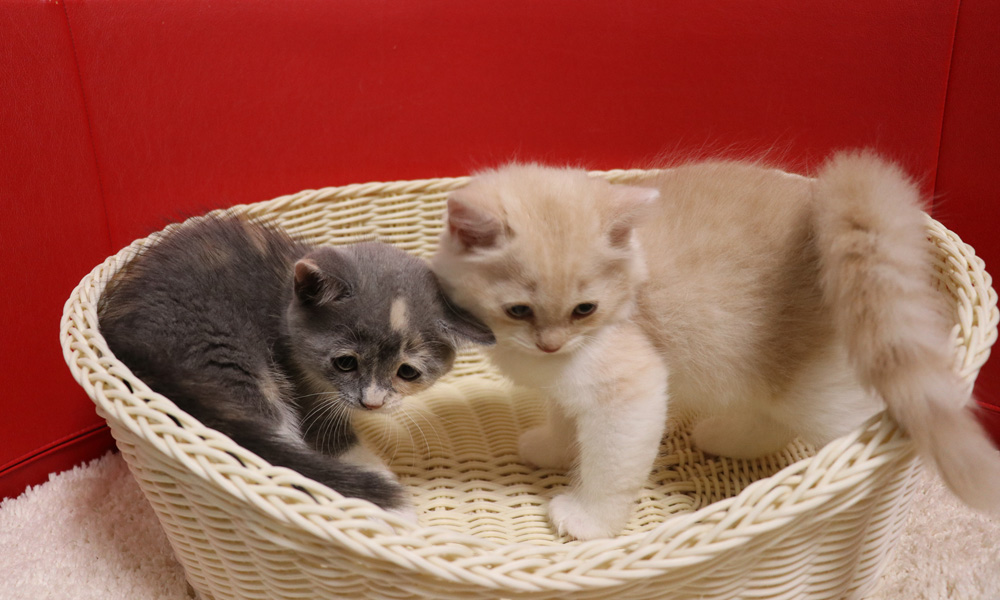 スコティッシュフォールドの子猫画像