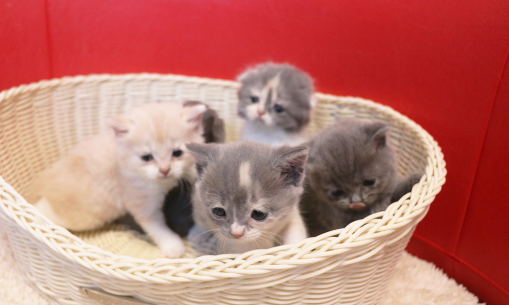 スコティッシュフォールドの子猫画像