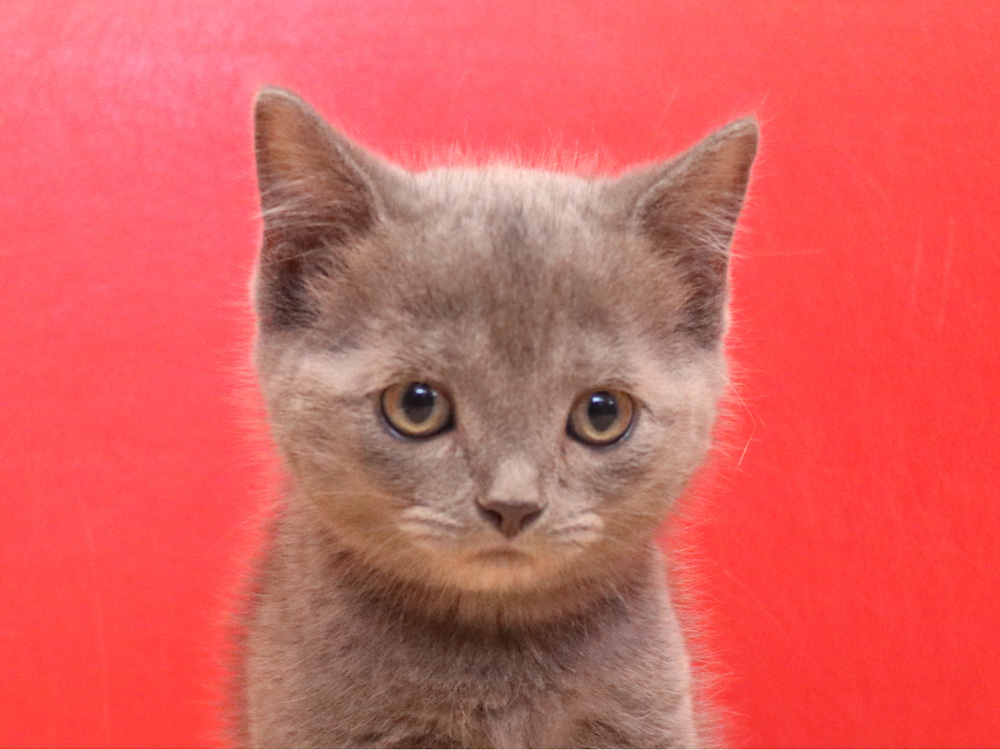 スコティッシュフォールドの子猫画像