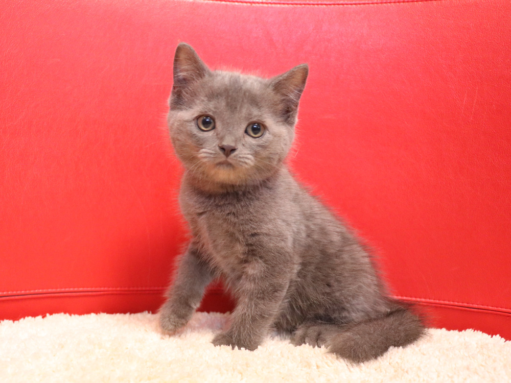 スコティッシュフォールドの子猫画像