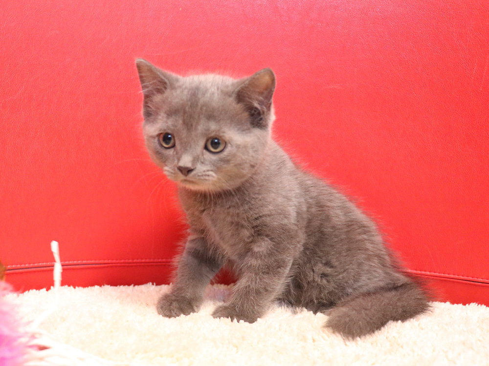スコティッシュフォールドの子猫画像