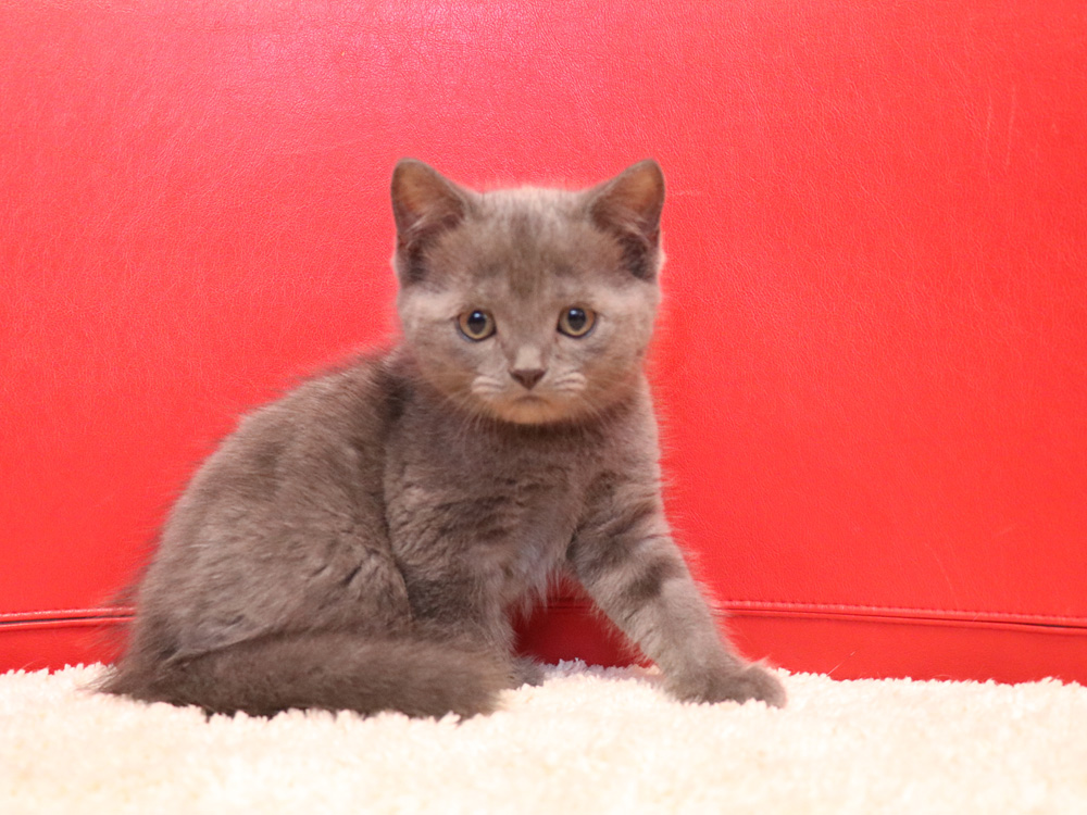 スコティッシュフォールドの子猫画像