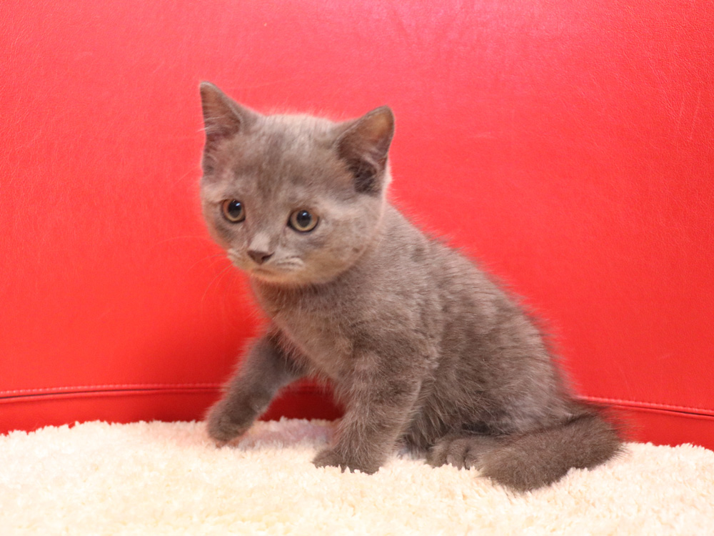 スコティッシュフォールドの子猫画像