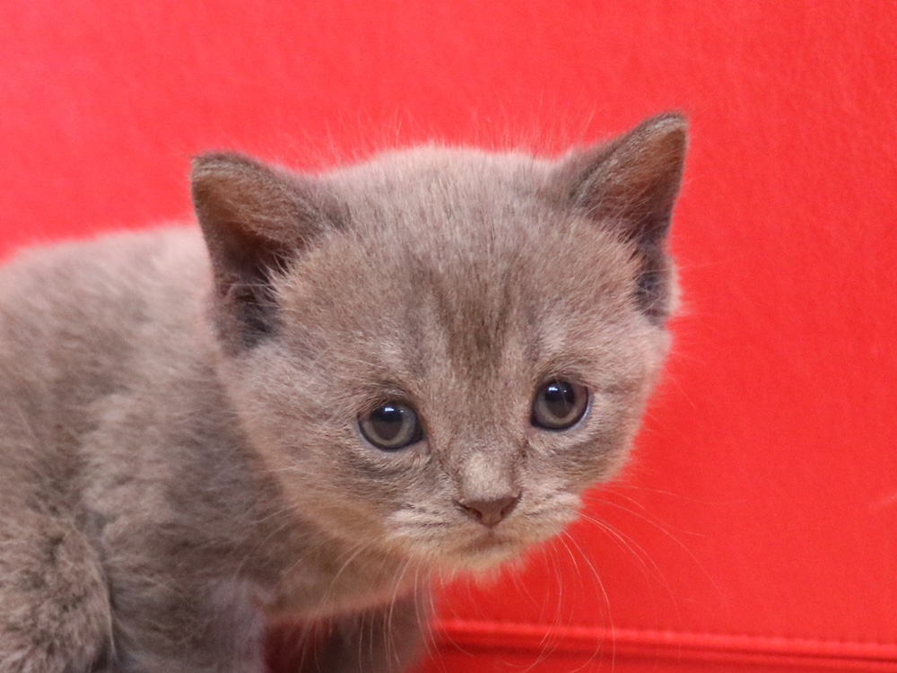 スコティッシュフォールドの子猫画像