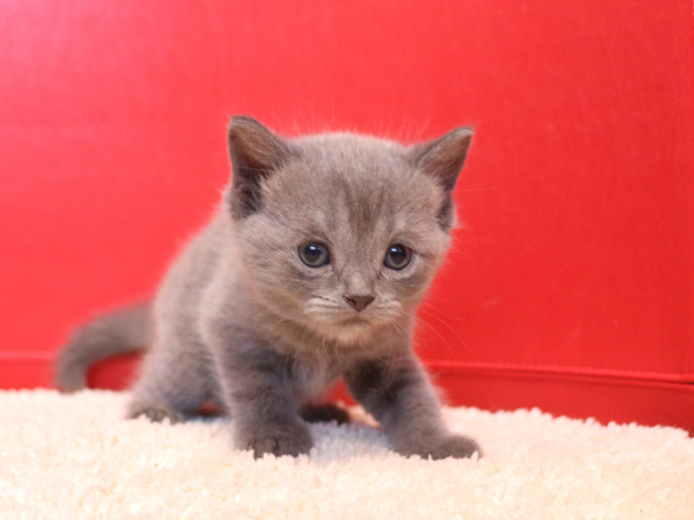 スコティッシュフォールドの子猫画像