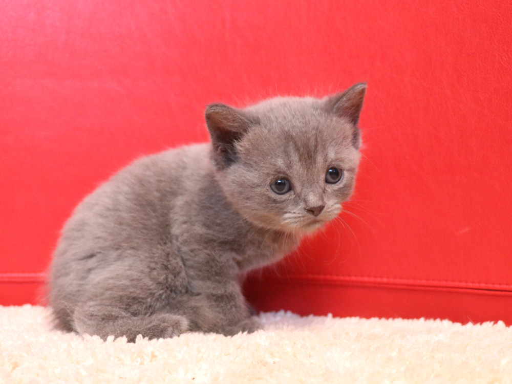 スコティッシュフォールドの子猫画像
