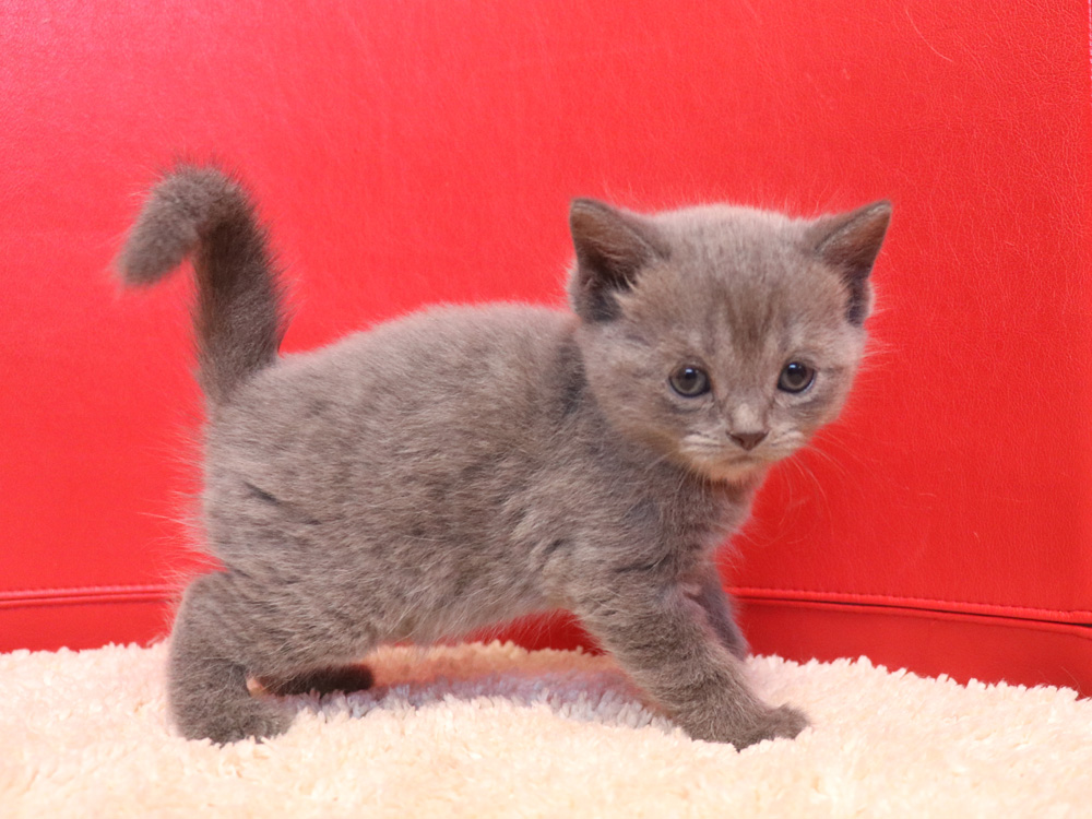 スコティッシュフォールドの子猫画像
